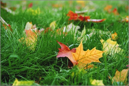Осенние школьные каникулы. Детский лагерь в Ленинградской области. Языковой лагерь.